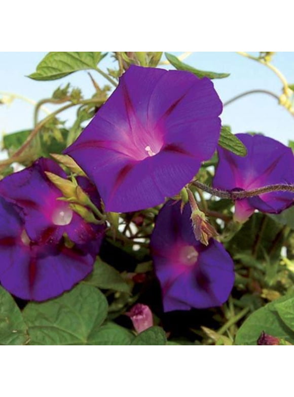 Morning Glory Flower Seeds in Seed Gardening