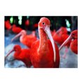 thumbnail image 1 of Pintura de diamantes 5D Sunnimix Flamencos León Búho Cruz Artesanía, 1 of 6