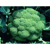 500 Broccoli Seeds | Non-GMO | Fresh Garden Seeds | Heirloom Green Sprouting Waltham |