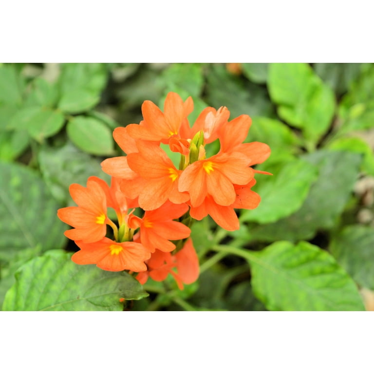 succulent plants seeds 20 Succulent Plants Seeds  Gladiator Gardens
