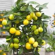 Brighter Blooms - Limequat Citrus Tree, 1-2 ft. - No Shipping to AK, AL, AZ, CA, FL, GA, HI, LA, MS, OR, TX