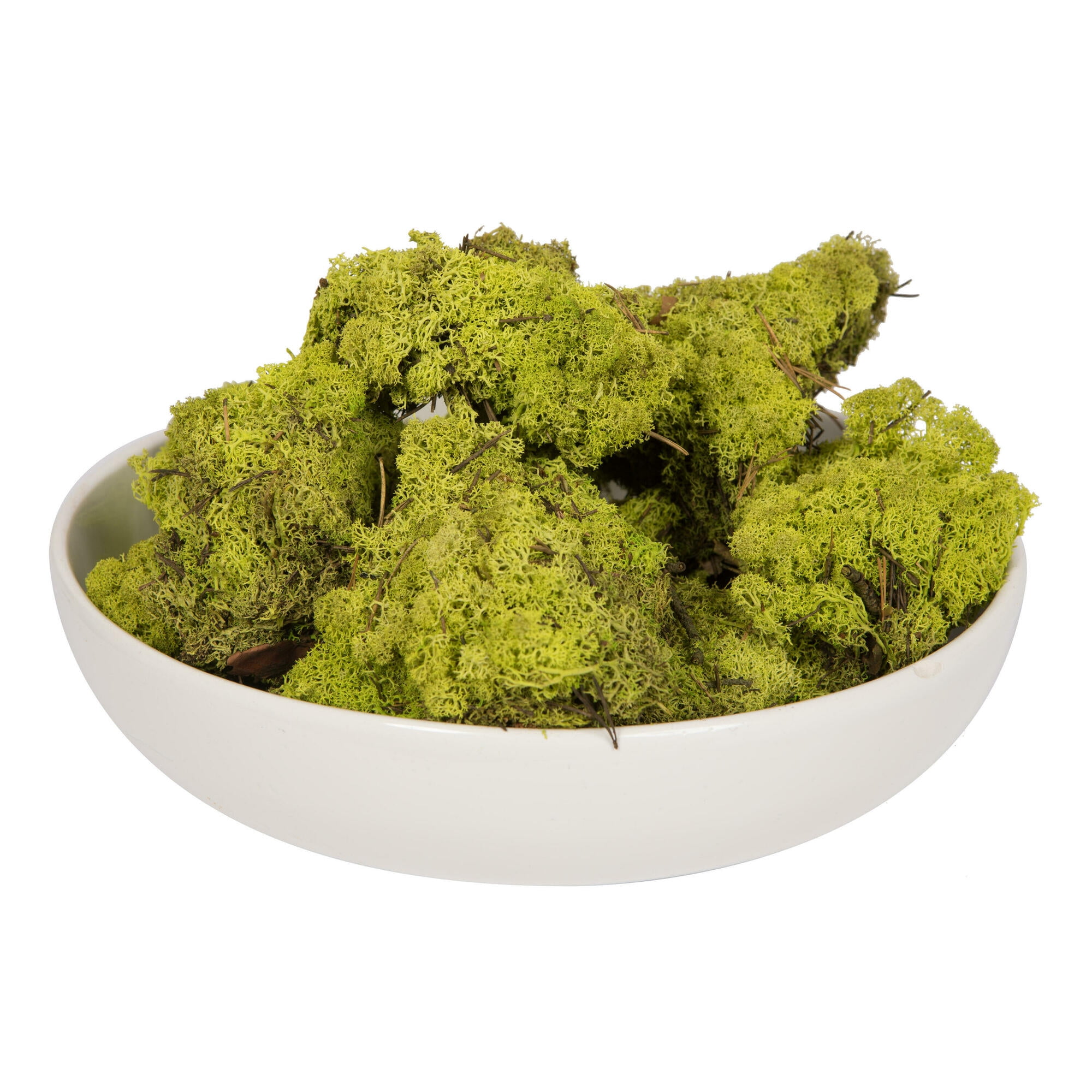 Vickerman Box Lime Green Moss, Reindeer- 9 lb bulk, Preserved