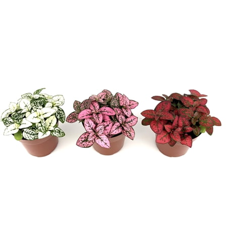Pink, Red, White Hypoestes Splash Polka Dot Plant Live Plants in 2.5 Inch Pot, 3 Count, Hardy, Easy Care