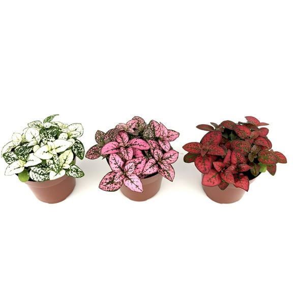 Pink, Red, White Hypoestes Splash Polka Dot Plant Live Plants in 2.5 Inch Pot, 3 Count, Hardy, Easy Care