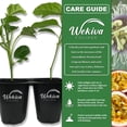 thumbnail image 2 of Purple Possum Passion Fruit Plant - 1 Live Plant in a 4 Inch Growers Pot - Passiflora Edulis - Edible Fruit Bearing Vine for The Patio and Garden, 2 of 6