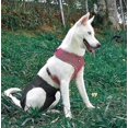 thumbnail image 2 of SHAR Reusable Washable Dog Diapers - Size M, High Water Absorption, Prevents Harassment, Sanitary Pants for Pets, 2 of 5
