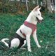 thumbnail image 2 of BR Pañales para Perros Lavables Reutilizables - Talla M, Alta Absorción de Agua, Previene el Acoso, Pantalones Sanitarios para Mascotas, 2 of 5