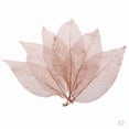 thumbnail image 1 of 2x 50 piezas Hoja de Esqueletos Secos de Magnolia Natural Decoración del álbum de fotografía, 1 of 9