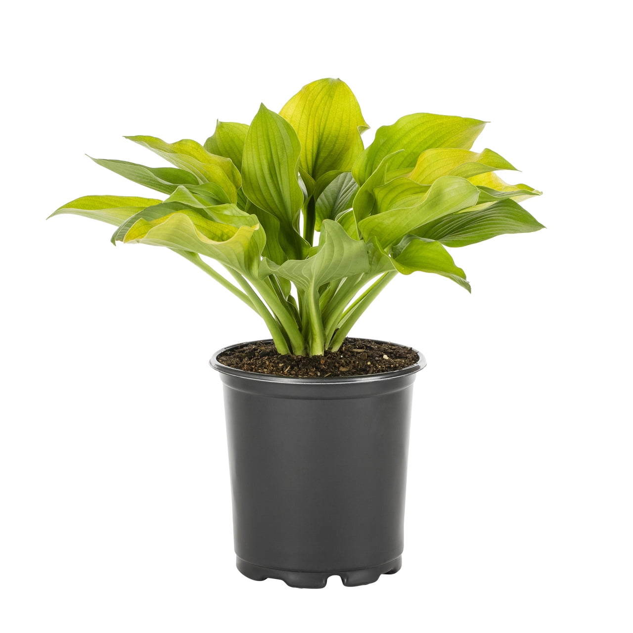 Expert Gardener 2QT Green Hosta Live Perennial Plant Sun 3-Pack