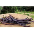 thumbnail image 6 of TomorrowSeeds - Purple Mart Yard Long Bean Seeds - 30+ Count - For 2026 Planting Pole Vegetable, 6 of 10