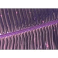 thumbnail image 1 of Ahgly Company Machine Washable Indoor Rectangle Transitional Orchid Purple Area Rugs, 3' x 5', 1 of 7