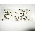 thumbnail image 2 of 8 pk Economy All Insect Traps Glue Boards Window Strips Fly Bees Wasps Asian Beetles, 2 of 10