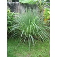 thumbnail image 3 of Cymbopogon Nardus Citronella Grass  10 Live Plants  Perfect for Outdoor Gardens and Patio Decor, Easy-to-Grow Aromatic Plant, 3 of 9