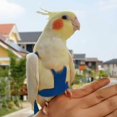 thumbnail image 5 of Arnés ajustable para loros, correa para mascotas, cuerda antimordida, correa elástica para pájaros, loros, cacatúas, guacamayos, 5 of 5