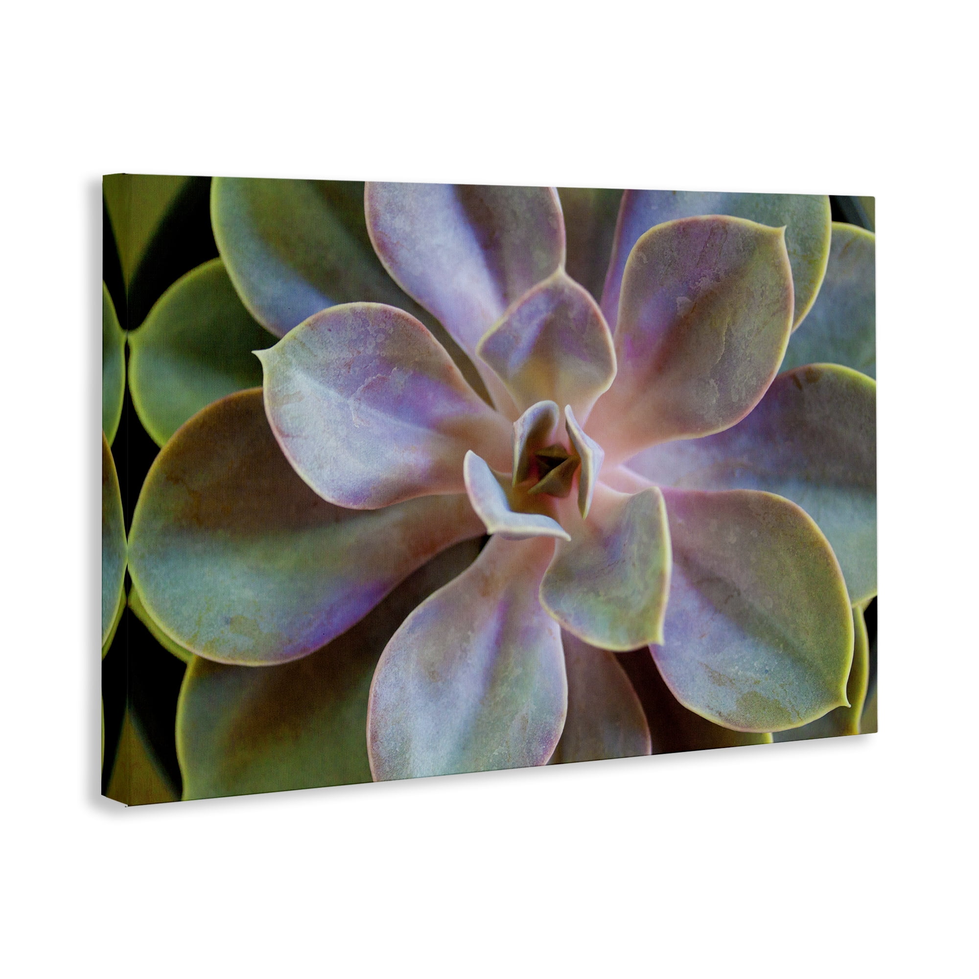 Stupell Industries Blooming Succulent Leaves Plants & Flowers Photography Wrapped Canvas Art Print Wall Art, 45 x 30