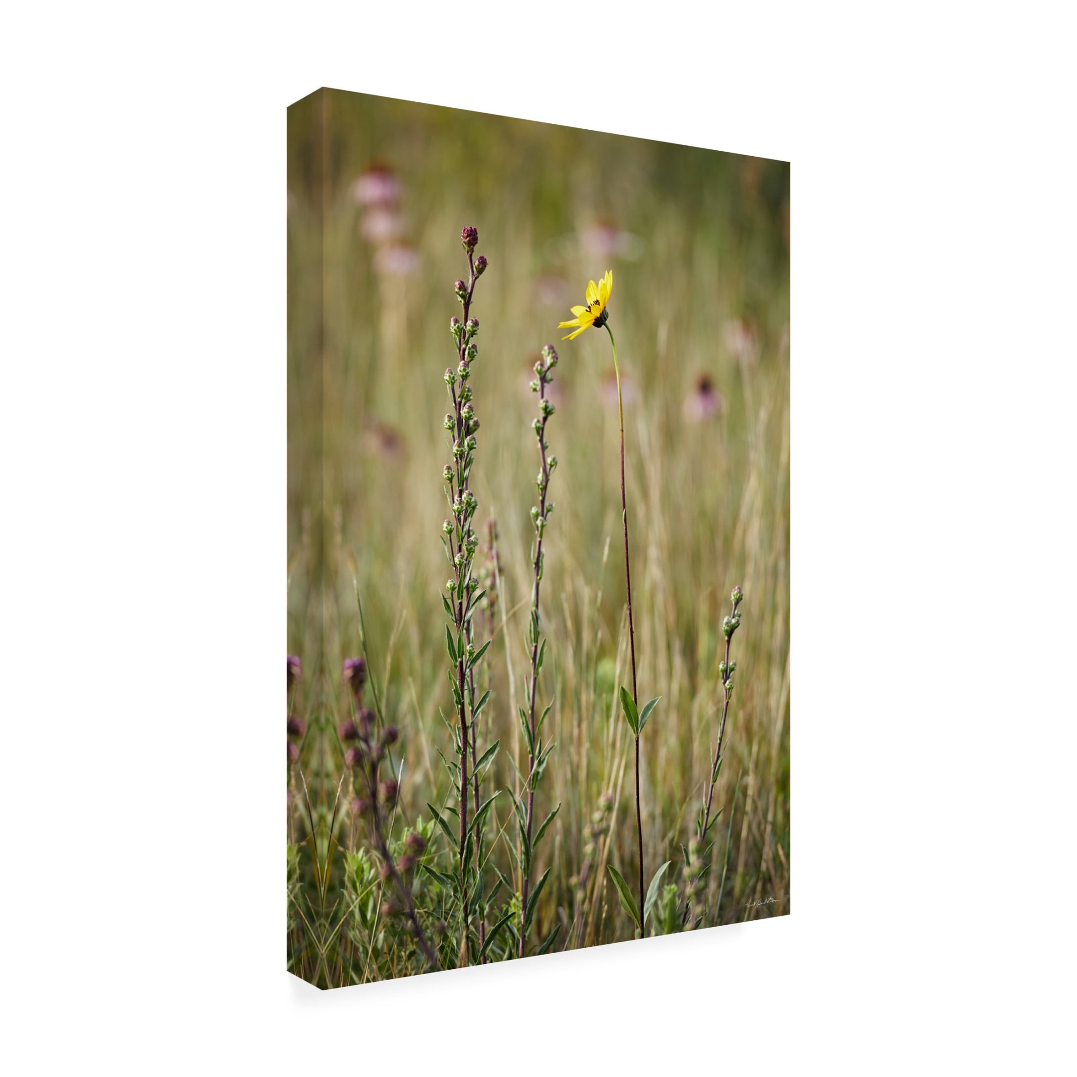 Canvas Wall Art - Kent Burkhardsmeier 'Essence' Wall Art for Living Room, Bedroom, or Office Décor by Trademark Fine Art - 16 x 24 Inches