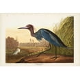 thumbnail image 2 of Audubon, John James 14x11 White Modern Wood Framed Museum Art Print Titled - Pl 307 Blue Crane or Heron, 2 of 4