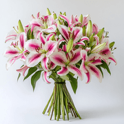 Globalrose Fresh Cut Flowers, 20 Pink Oriental Lilies with Box