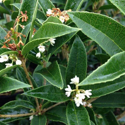 Sweet Olive Osmanthus (Fragrant Tea Olive) Evergreen Shrub/Tree 2.4