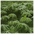 thumbnail image 3 of Everwilde Farms - 1 lb May Apple Native Wildflower Seeds - Gold Vault Bulk Seed Packet, 3 of 3