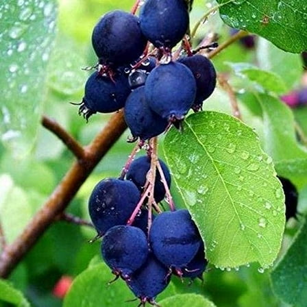 MITRAEE 100 Saskatoon Serviceberry Plant Seeds