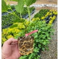thumbnail image 5 of Olympian Fig ( Ficus Carica ) - Live Plant ( 1 QT ) - Full Sun - Edible Landscape, 5 of 6