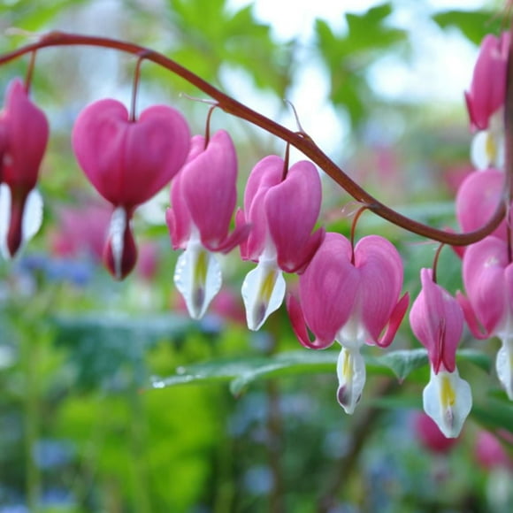 TASC Flower Bulbs Dicentra Spectabilis (2 Bulbs)