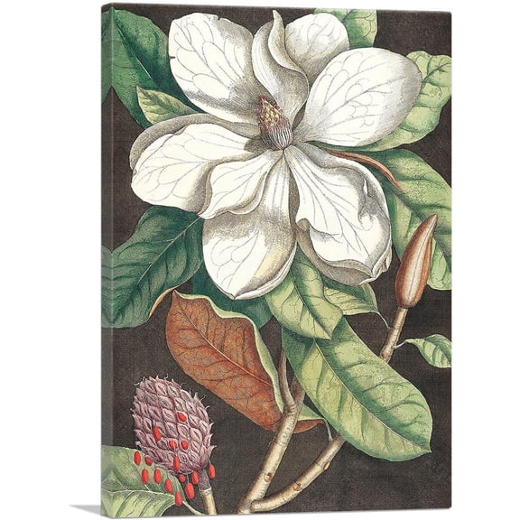 ARTCANVAS Laurel Tree Magnolia Altissima Canvas Art Print by Mark Catesby - Size: 18" x 12" (1.50" Deep)