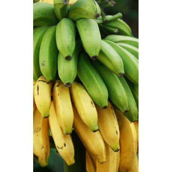 Musa Dwarf Cavendish Banana Live Plant, 6-in Pot, 1 Count