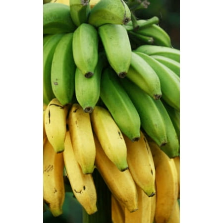 Musa Dwarf Cavendish Banana Live Plant, 6-in Pot, 1 Count