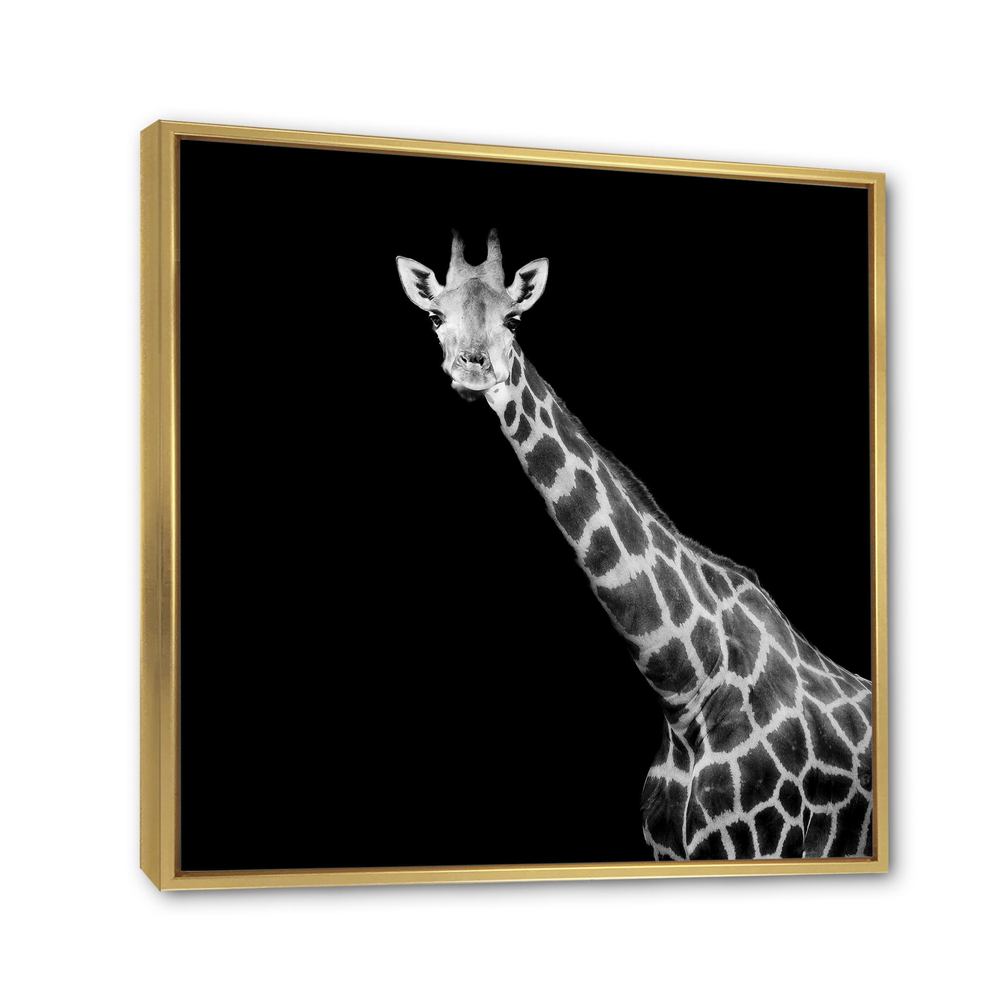 Designart 'Close Up Portrait Of A Giraffe On Black I' Farmhouse Framed Canvas Wall Art Print
