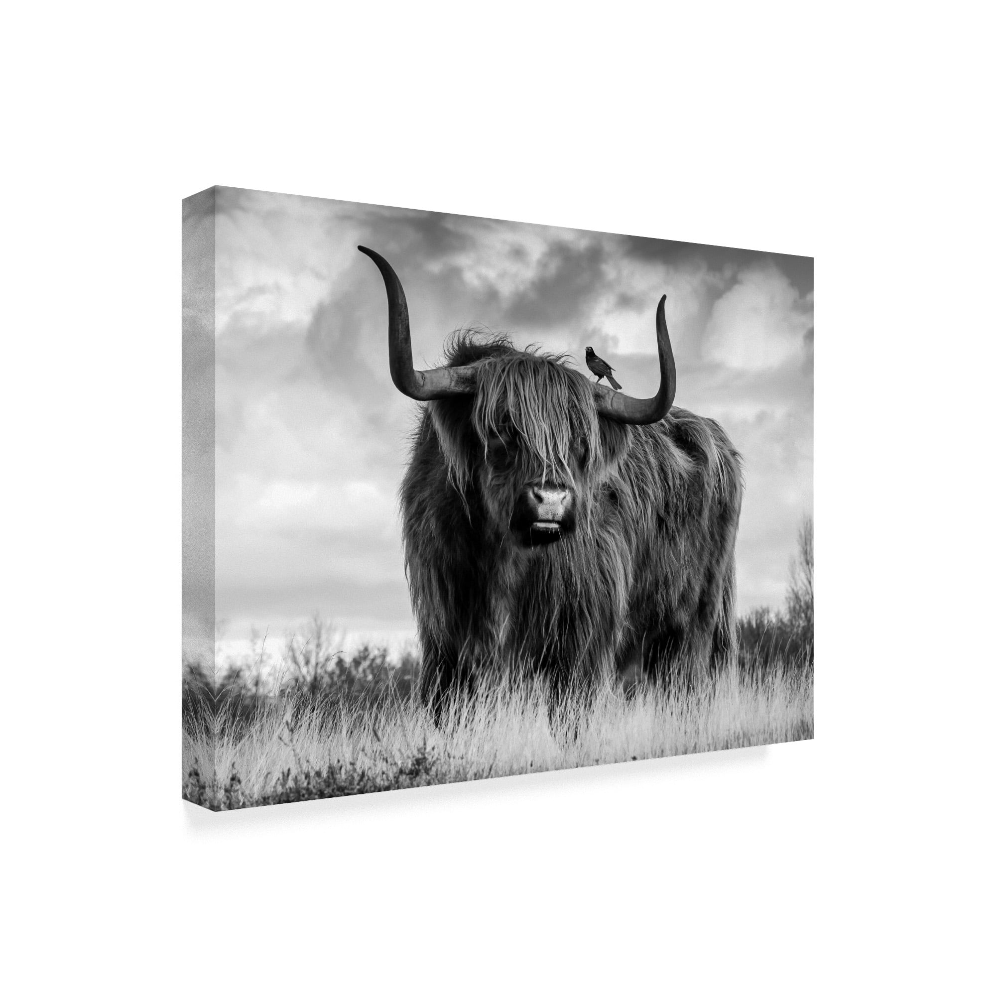 Trademark Fine Art 'A Bull' Canvas Art by Ata Alishahi