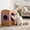 #02 _ Purple _ 1pc, variant on Cat Self Groomer Arch for Cardboard Boxes, 9.4" Cat Brushes Tunnel& Massage Comb for Indoor Cats, for Cat Hideouts & Enrichment Play _ Pink