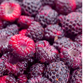 thumbnail image 5 of Set of 2 Glencoe Thornless Raspberry Live Plants, Purple Raspberry Bushes, Cold Hardy Fruit Plants, 4-8 Inch Tall, 5 of 7