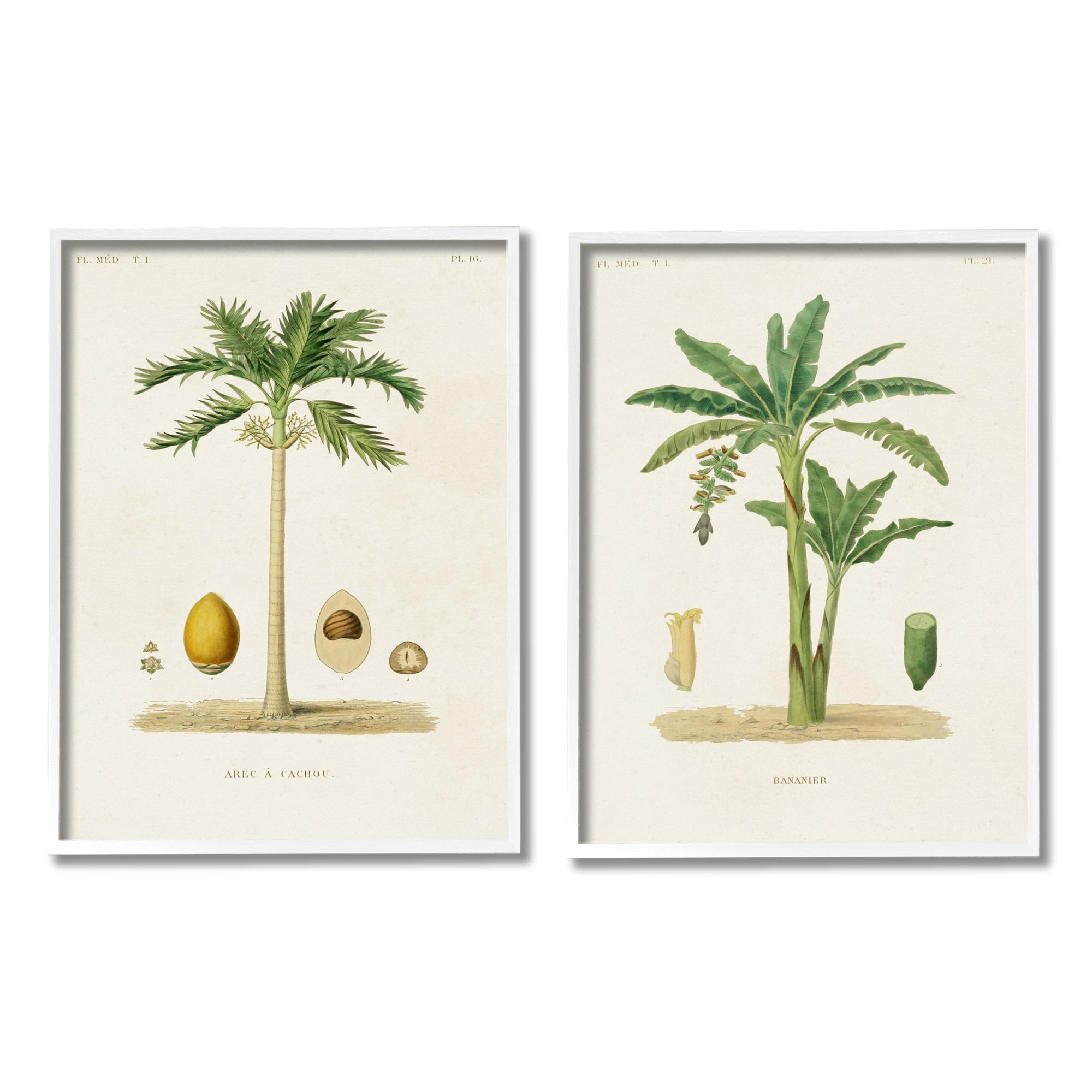 Stupell Industries Minimal Green Palm tree Coconuts Diagram Illustration Drawings White Framed Art Print Wall Art Set of 2, 16x20, by World Art Group