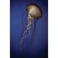 thumbnail image 2 of Erin Berzel 23x32 White Modern Wood Framed Wall Art Titled - In the Water II, 2 of 5