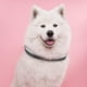 thumbnail image 4 of LED Collar intermitente para perros n en la oscuridad Suministros ajustables Blanco Zulema Collar luminoso, 4 of 8