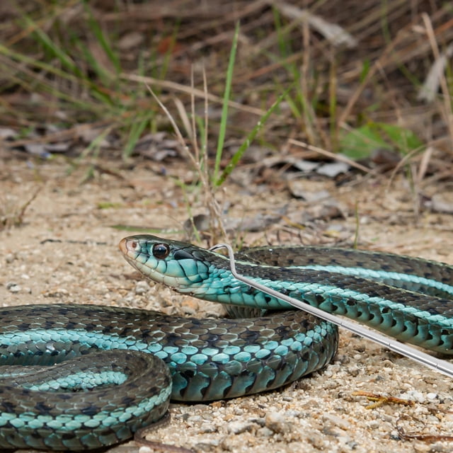 LOLIPPYY Gancho Para Captura De Reptiles En Inoxidable Con Extensión Para Uso Doméstico