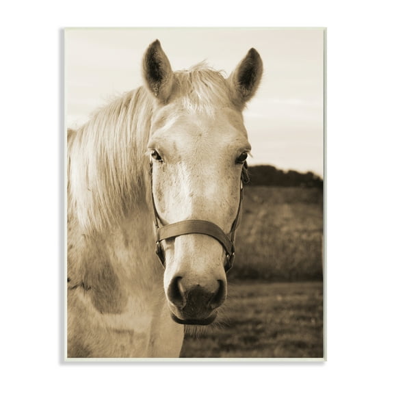 Stupell Industries Rustic Sepia tone Portrait of White Horse Animals & Insects Photography Wall Plaque Art Print Wall Art, 13 x 19