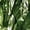 Green, variant on BrylaneHome 39" Faux Greenery Privacy Screen