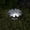 White, variant on Hvot&aat Solar Flower Ground Lights, Outdoor Solar Garden Stake Lights, Flower Shaped Pathway Lights for Yard Lawn Patio
