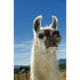 thumbnail image 2 of Art.com Llama Premium Photographic Print by Tony Camacho, 16" x 24", 2 of 4