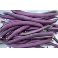 thumbnail image 1 of Graines de Haricot Buisson Bourgogne Royal, 1 of 2
