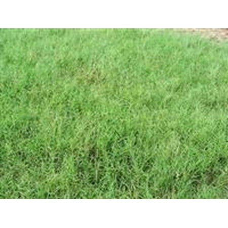 SeedRanch Giant Bermuda Grass Seed Hulled - 10