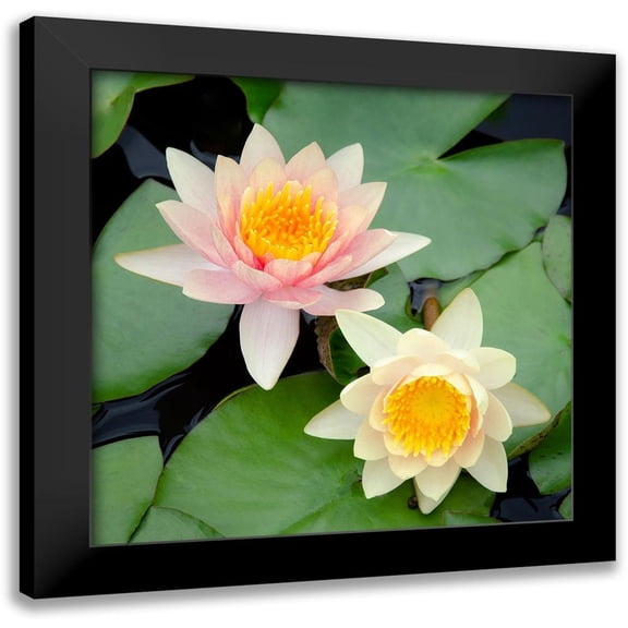 DeNardo, Laura 12x12 Black Modern Framed Museum Art Print Titled - Water Lily Flowers I