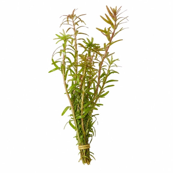 Canton Aquatics Rotala Vietnam H'Ra Freshwater Plant, Bunch 3-5 Stems