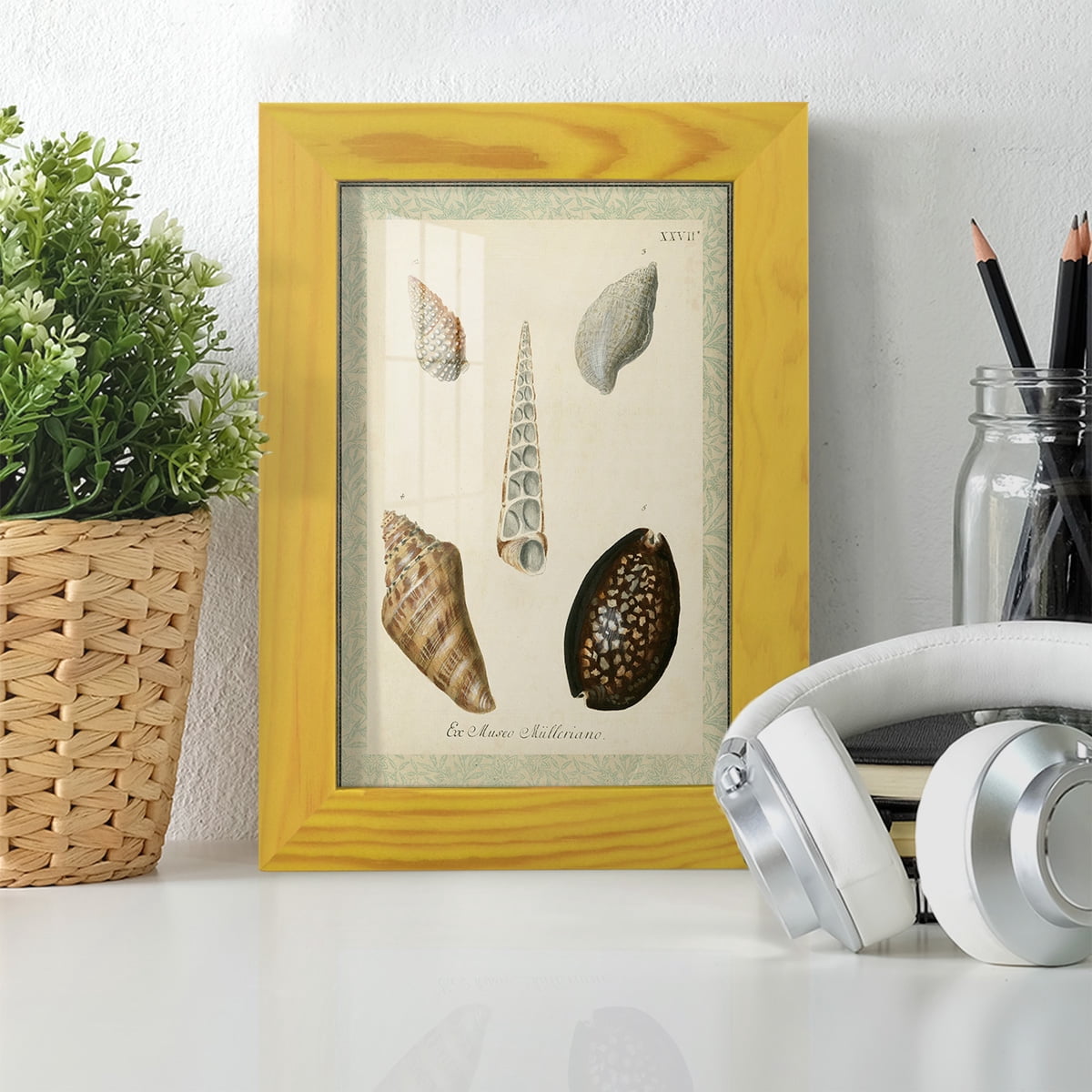 Bookplate Shells IX - Framed Print w/glass - Sunflower Yellow