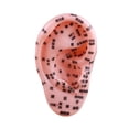 thumbnail image 4 of Modelo de enseñanza del oído del oído humano Simulación Ayuda Enseñanza de la Modelo de acupuntura auricular para capacitar a la práctica de spa de, 4 of 8