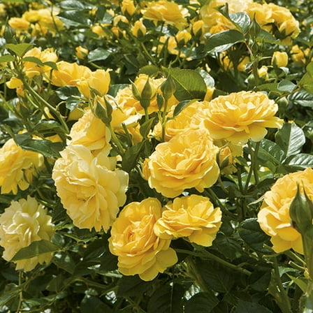 Julia Child™ Yellow Floribunda Rose- Live Plant - ( 1 QT ) - Repeat Blooms