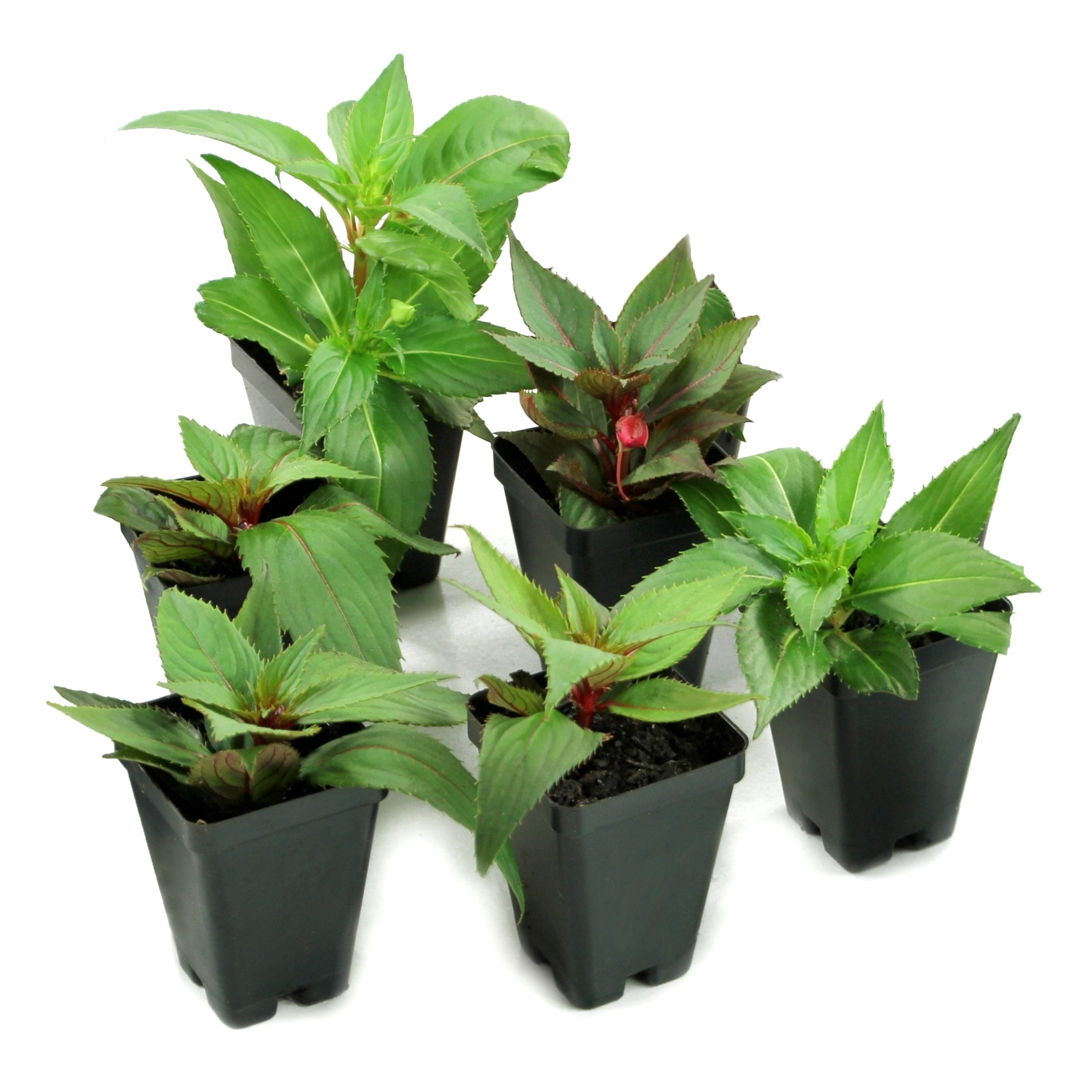 2.5 in. Sunpatiens Vigorous Corona Live Annual Plant with Orange-Red Flowers (6-Pack)